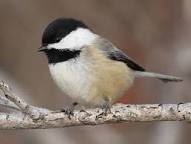 picture of a Black-capped chickadee