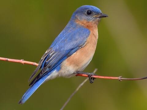 picture of a Eastern bluebird