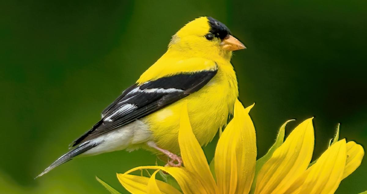 picture of a American Goldfinch