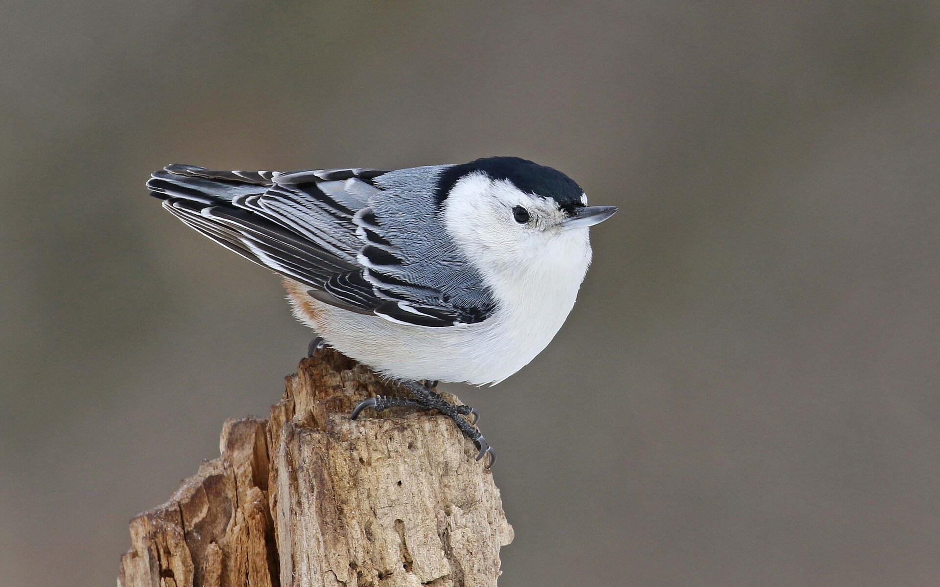 picture of a White-breasted nuthatch